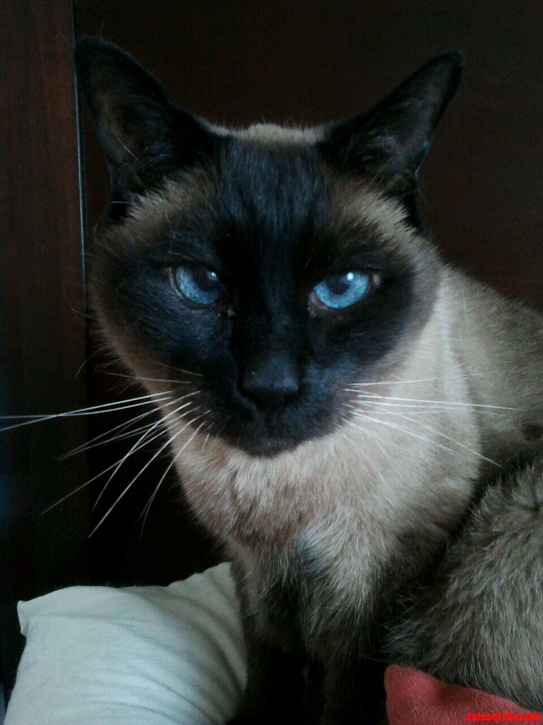 My Best Friend. Meet Purrcy