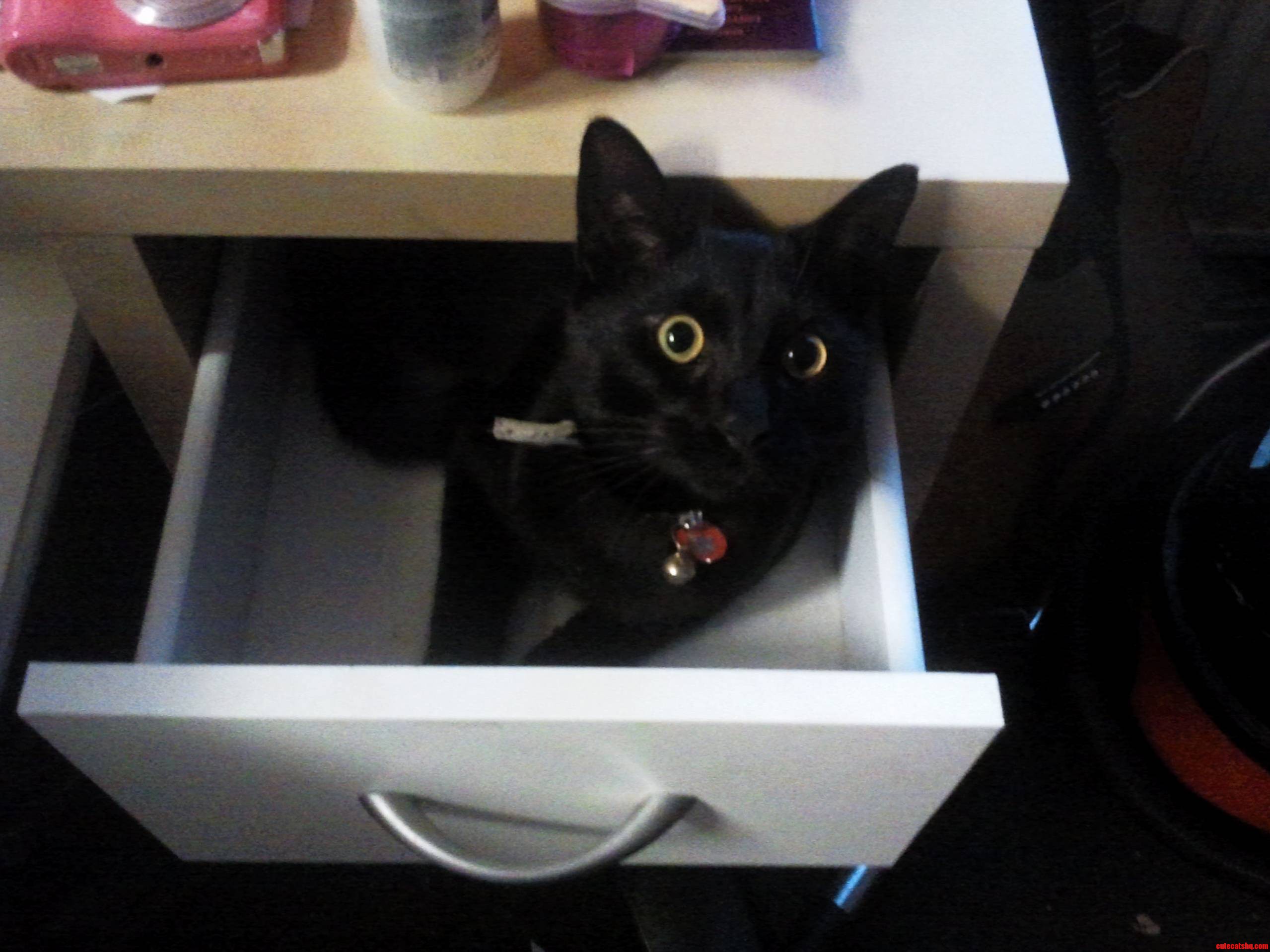My Black Cat in a Drawer