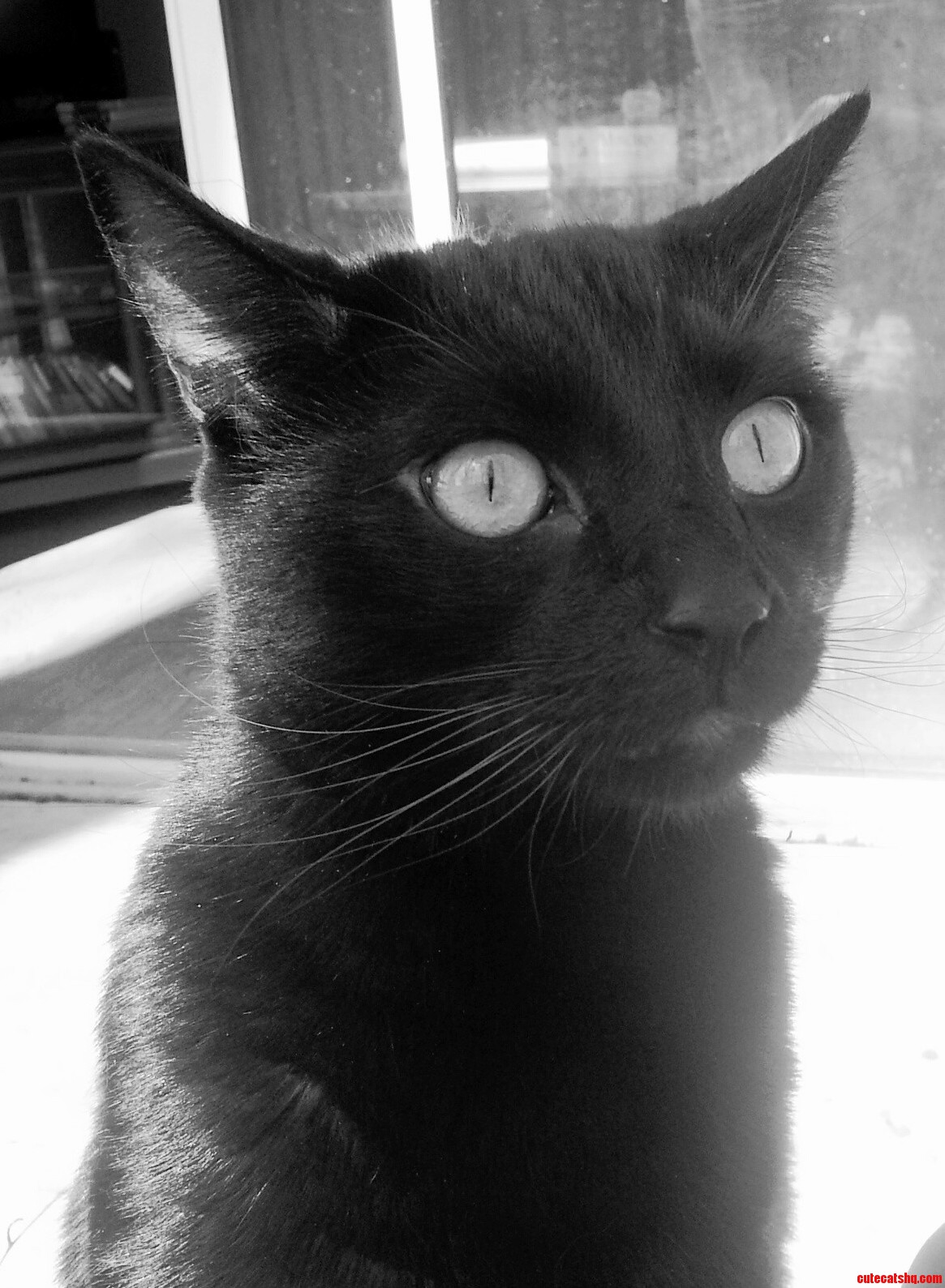 My Black Creeper Bill