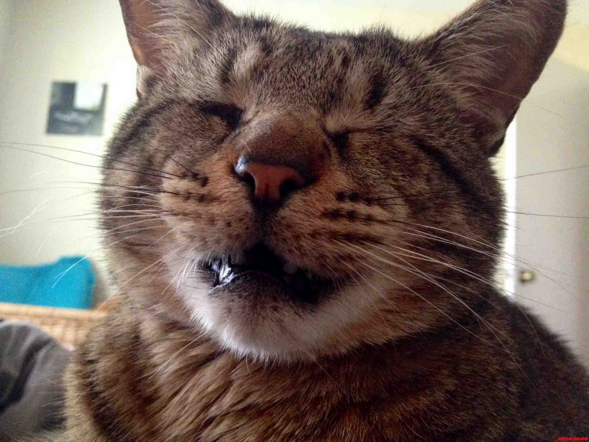 My Blind Cat Making His Im About to Yawn Face