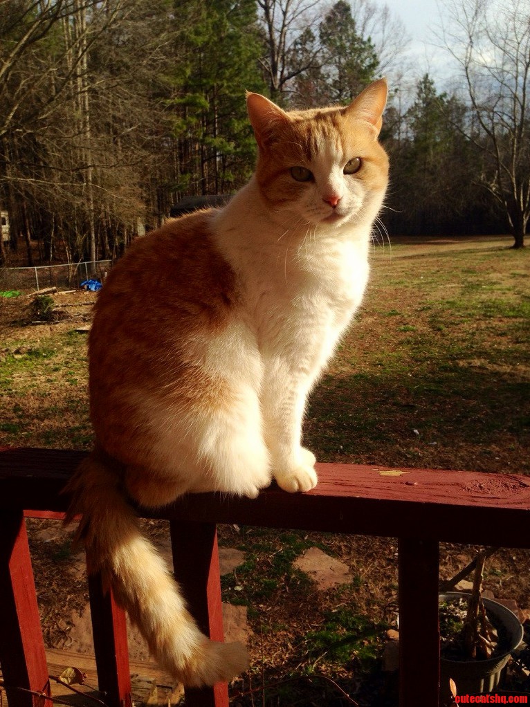 My Bosss Outdoor Cat Is So Pretty and Friendly. Lol