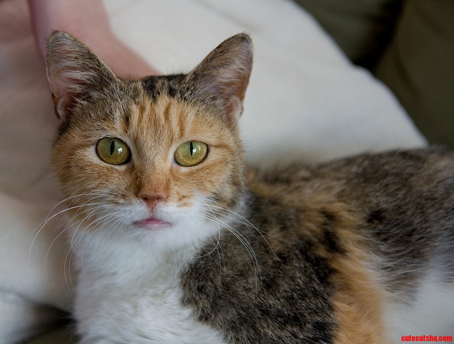My Boyfriend and I Just Adopted This Little Lady. Meet Karma