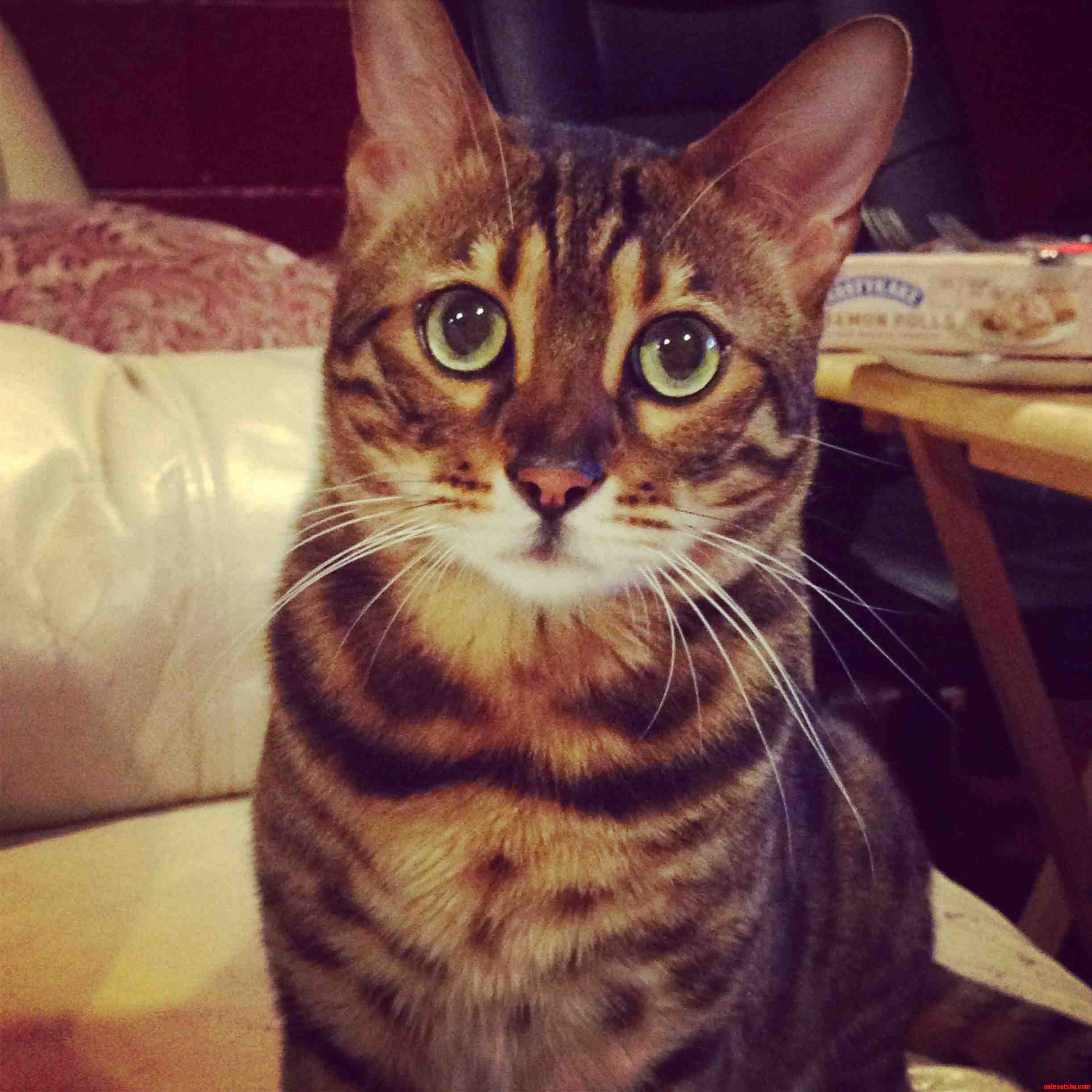 My Boyfriend Has the Prettiest Bengal I Ve Ever Seen