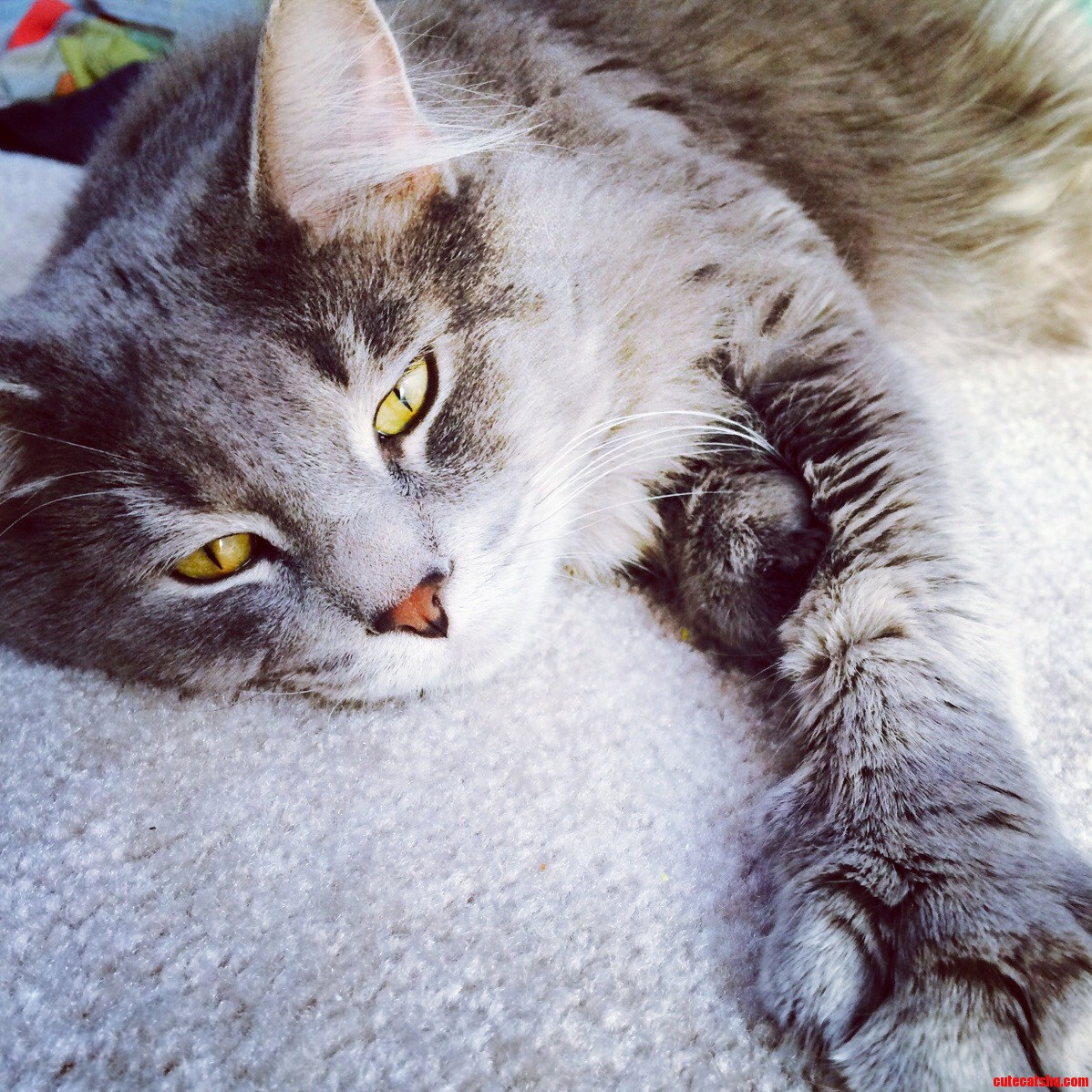 My Boyfriend Took in One of Our Two Cats Off the Streets Before We Met. Meet Loki