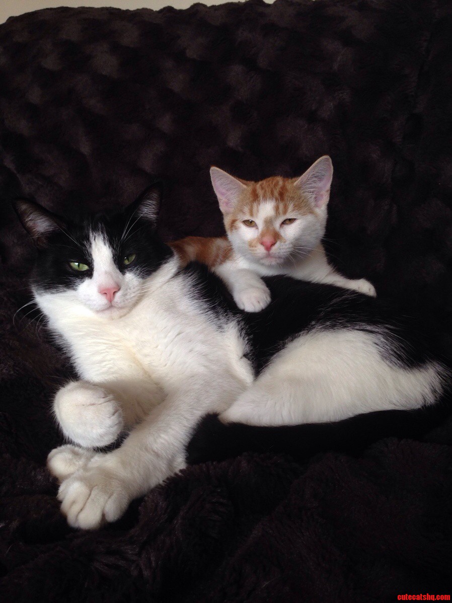 My Boys Having a Cuddle