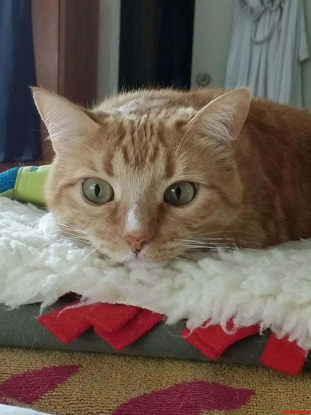 My Brothers Phone Takes Pretty Quality Pictures of My Cattiepie.