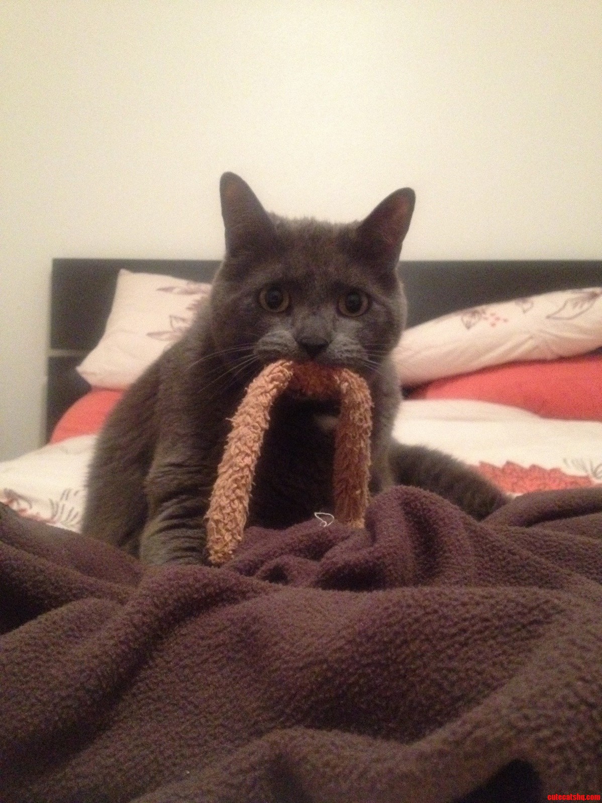 My Buddys Cat.