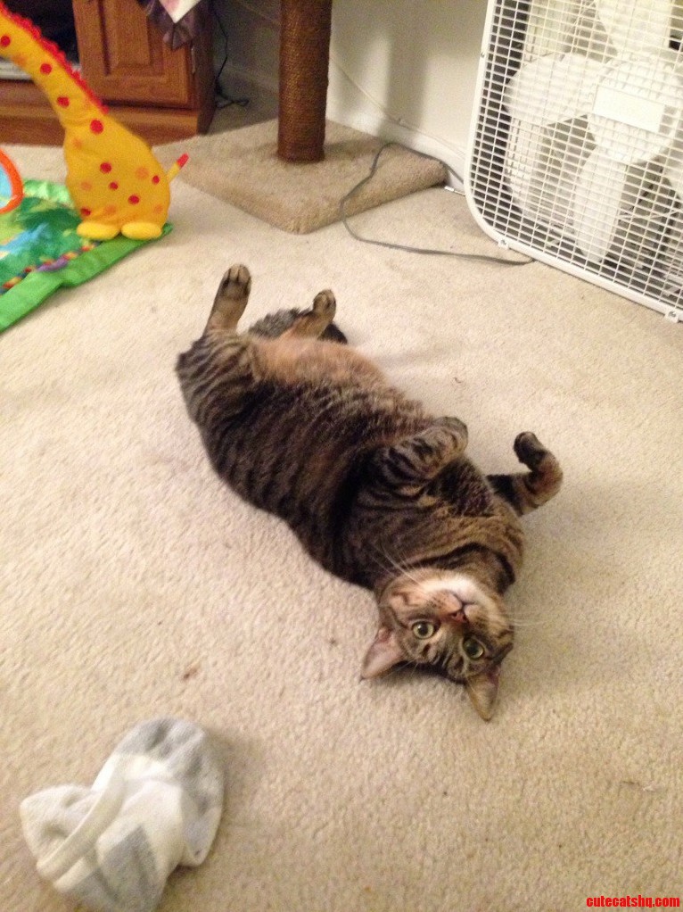 My Cat Always Does This.