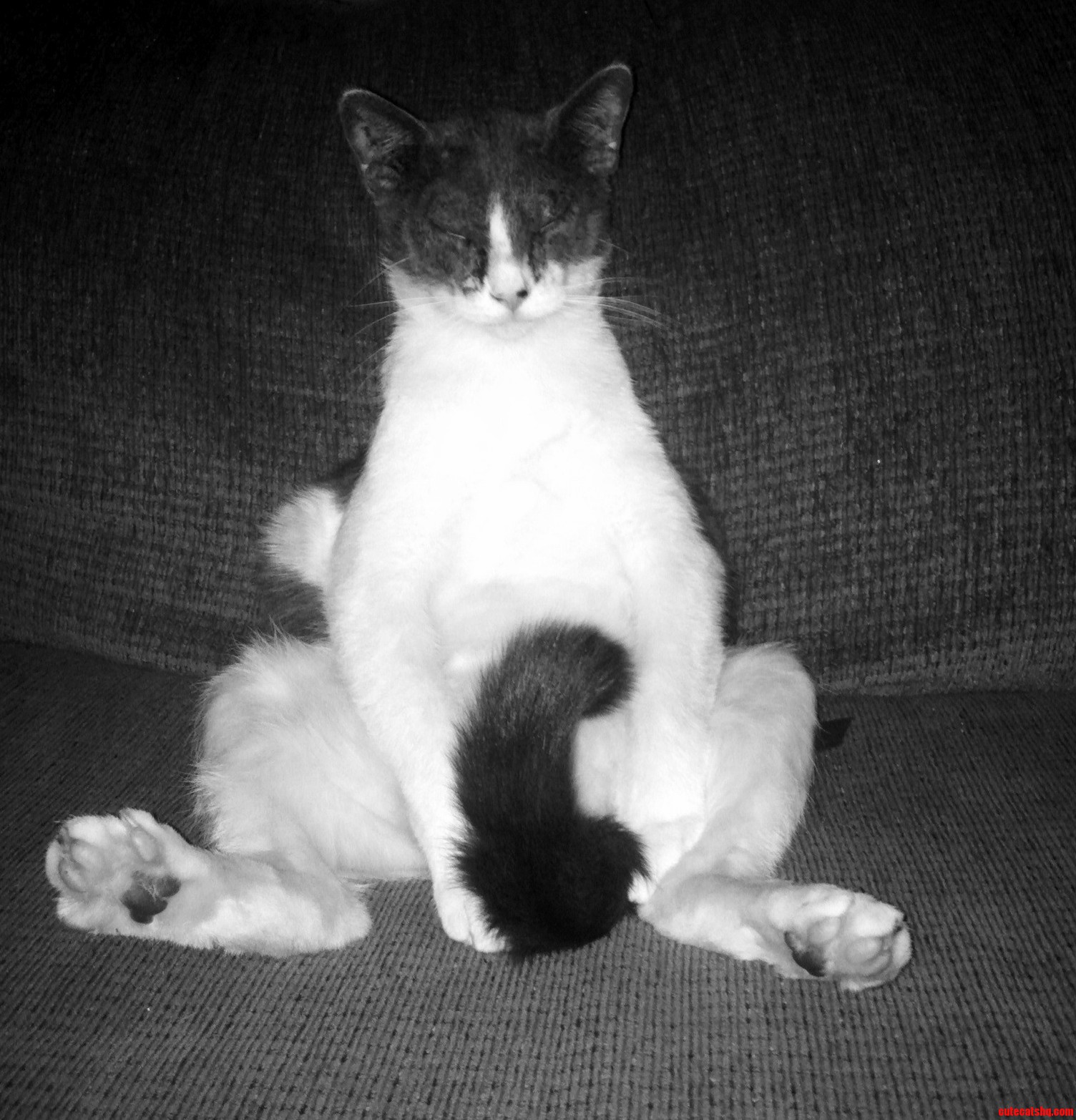 My Cat Beetlejuice Sleeps Like This on the Couch.