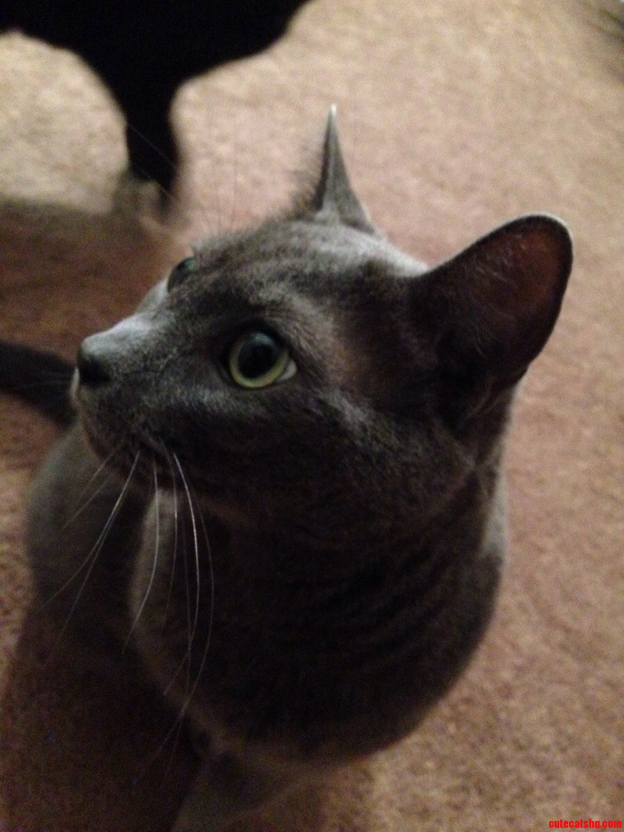 My Cat Being Photogenic.