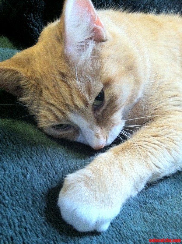 My Cat Being Photogenic