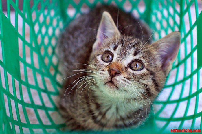 My Cat Caught in Basket and I Am Enjoying