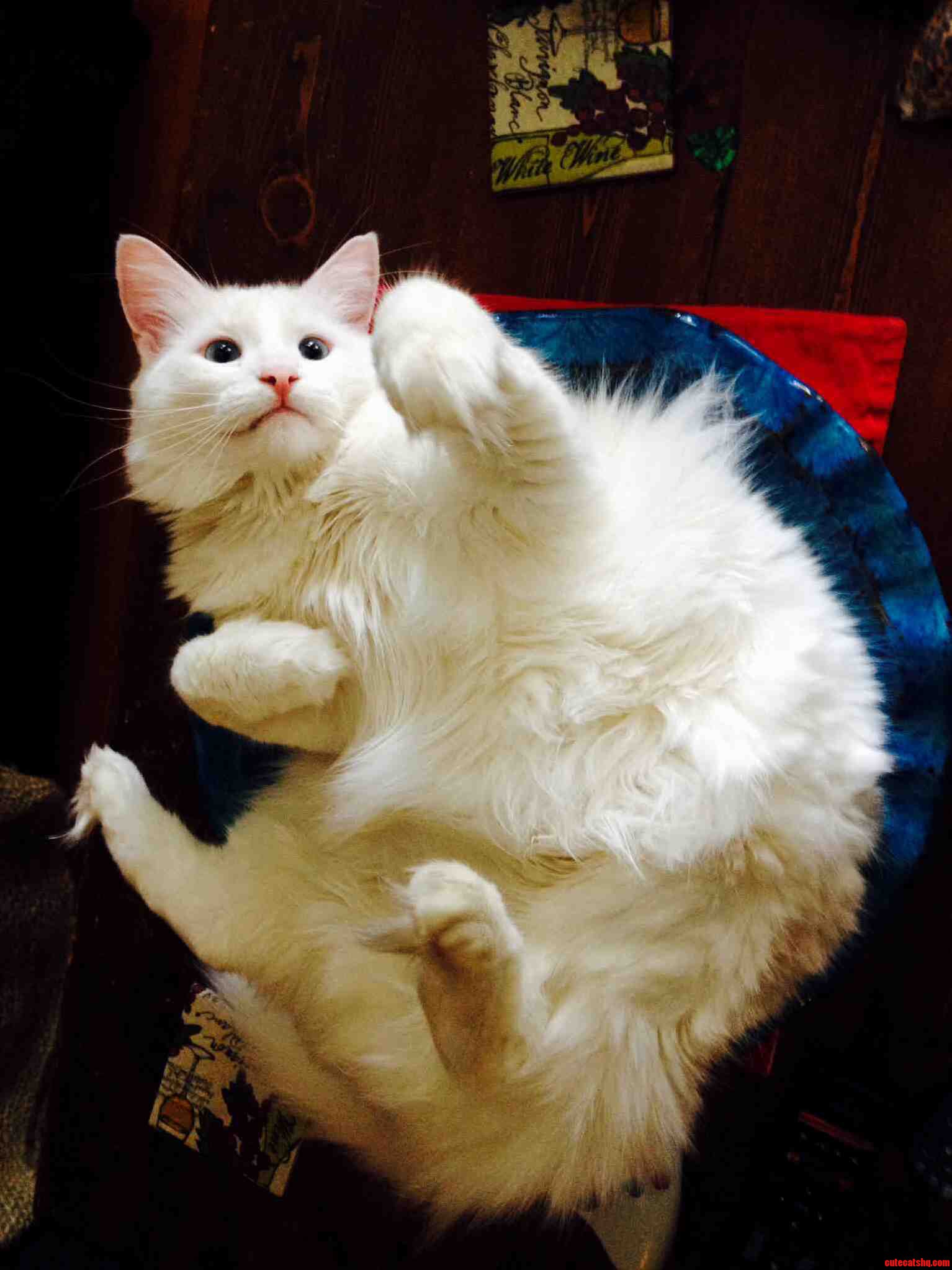 My Cat Cleans and Sometimes Sleeps in This Position