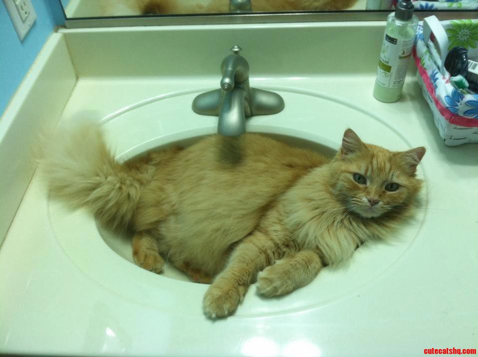 My Cat Does Typical Cat Things. Meet Skooge the Fluffmonster