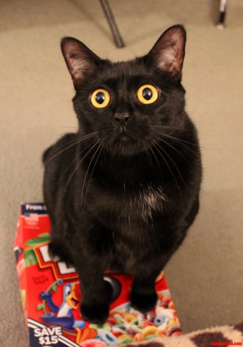 My Cat Doing Her Best Pootoo Impression.