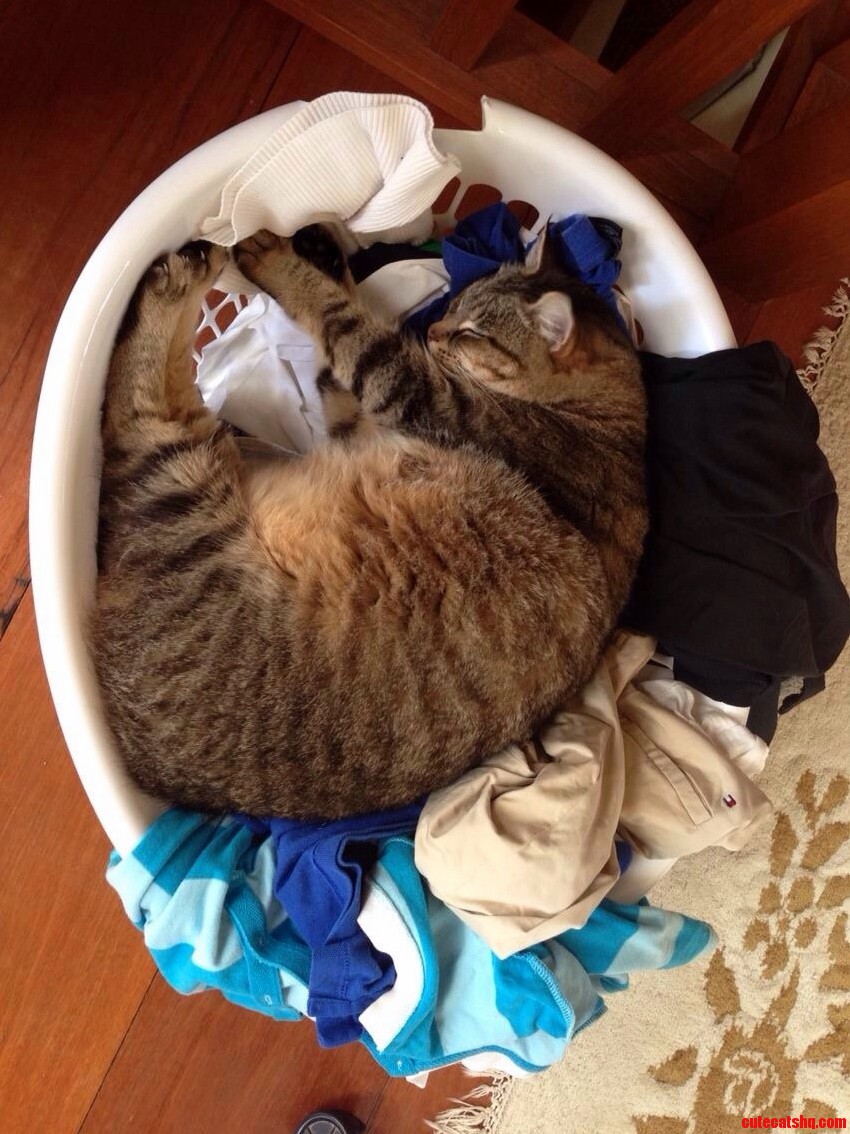 My Cat Doing the Ironing