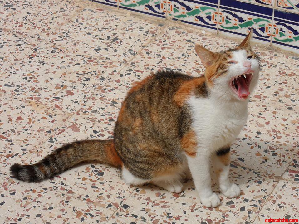 My Cat Exposing Her Sharp White Canine Teeth