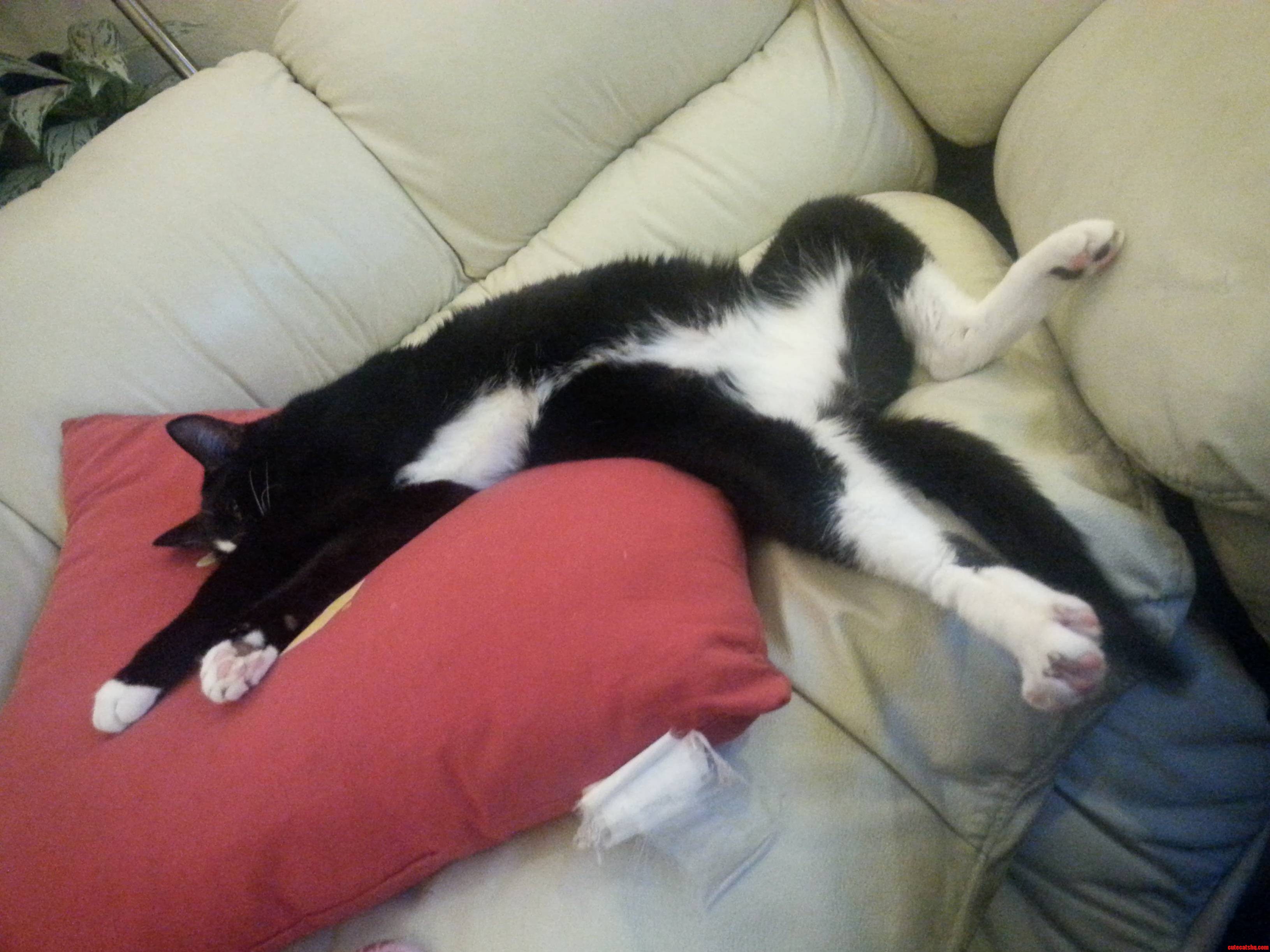 My Cat Gets a Little Too Relaxed These Days
