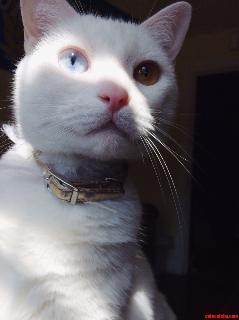 My Cat Ghost Face and Her Crazy Eyes.
