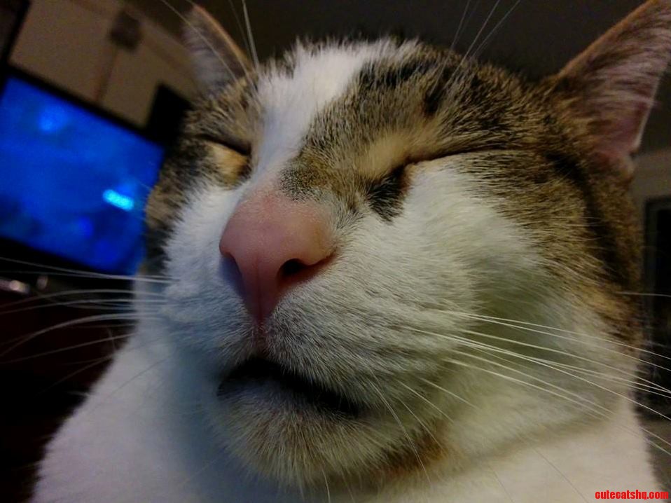 My Cat Has Got to Have the Dumbest Sleeping Face Ever.