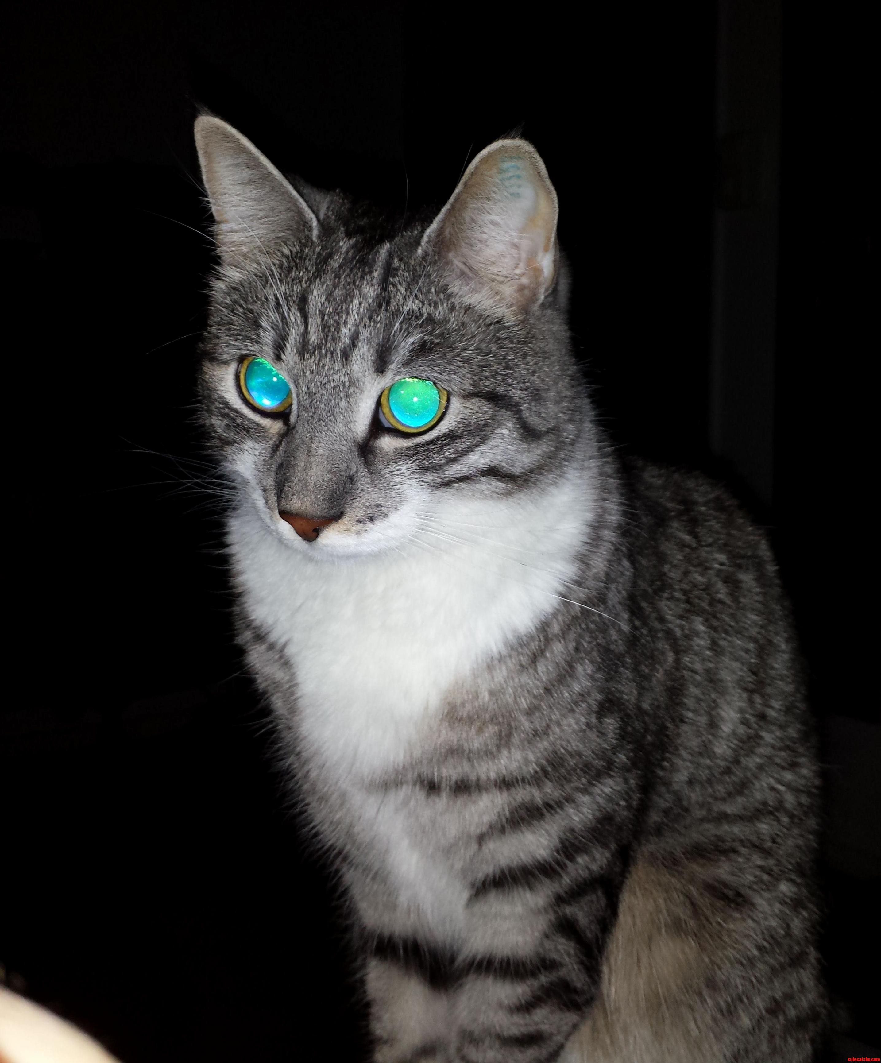 My Cat Has Mastered Sight Beyond Sight...