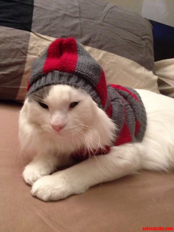 My Cat Hates His Hoodie