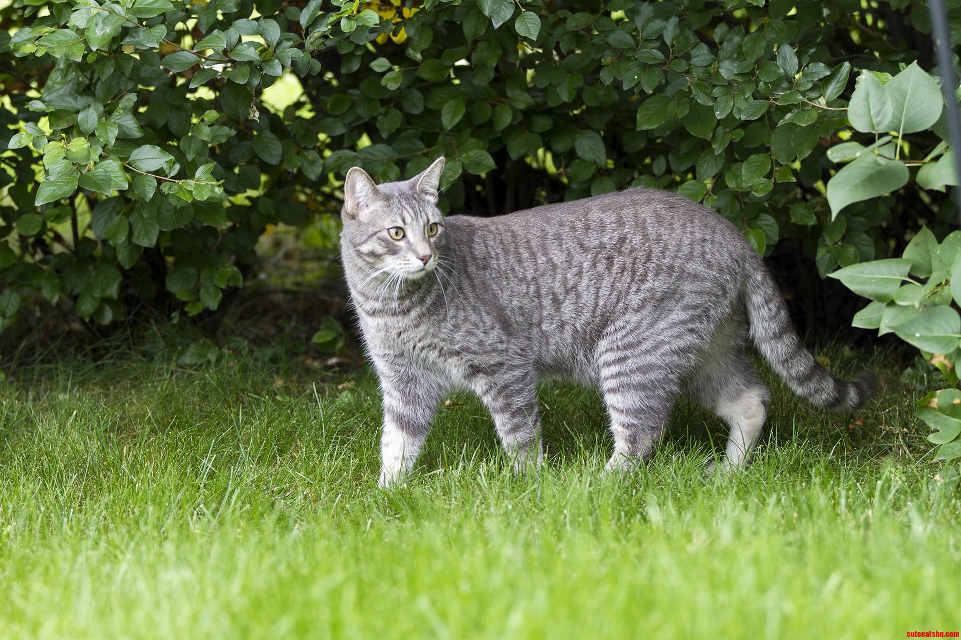 My Cat in Its Natural Element