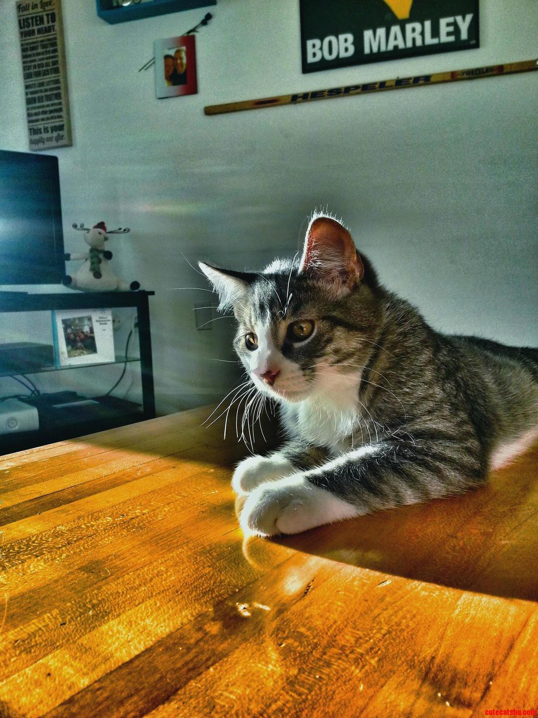 My Cat Is Cooler Than Yours
