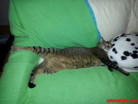 My Cat Is Dionysian