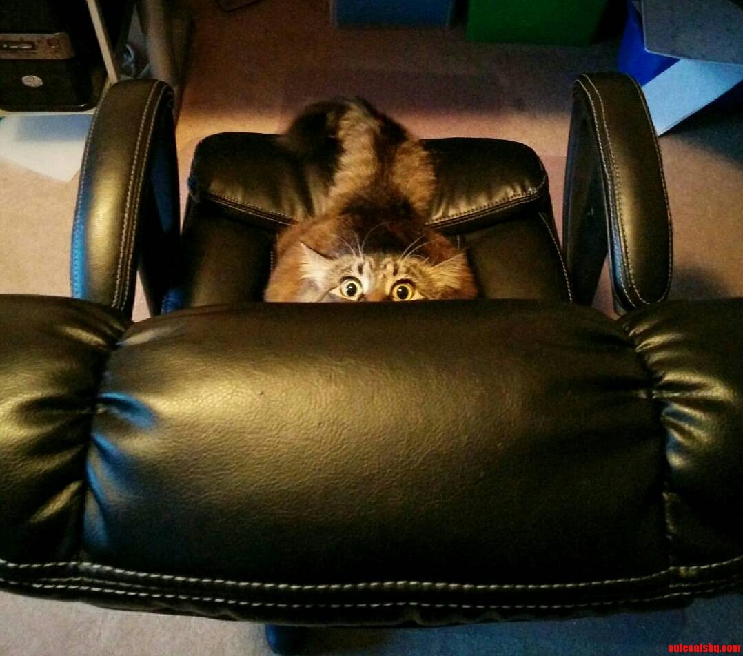 My Cat Is Kind of Scary...