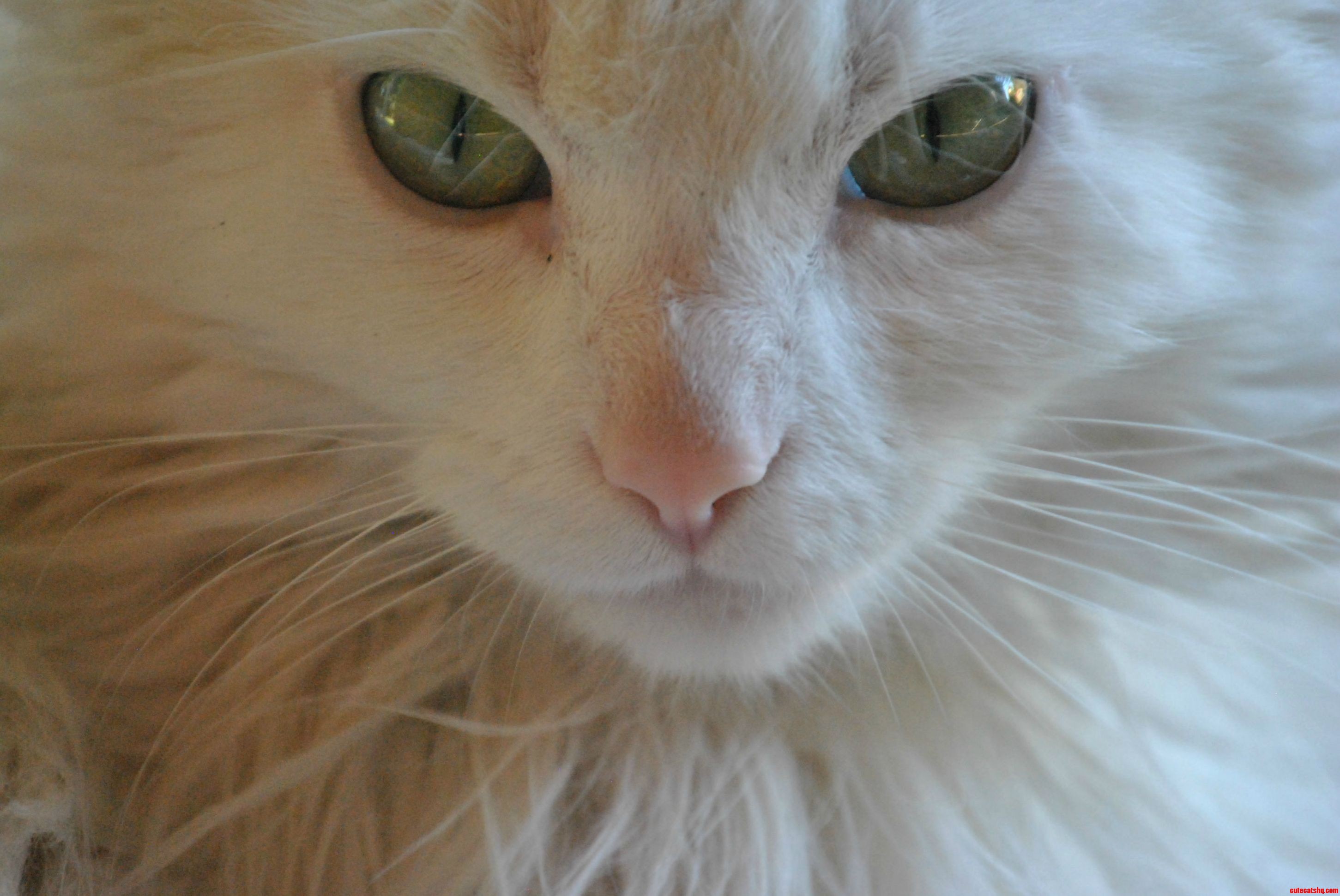 My Cat Is More Photogenic Than Me