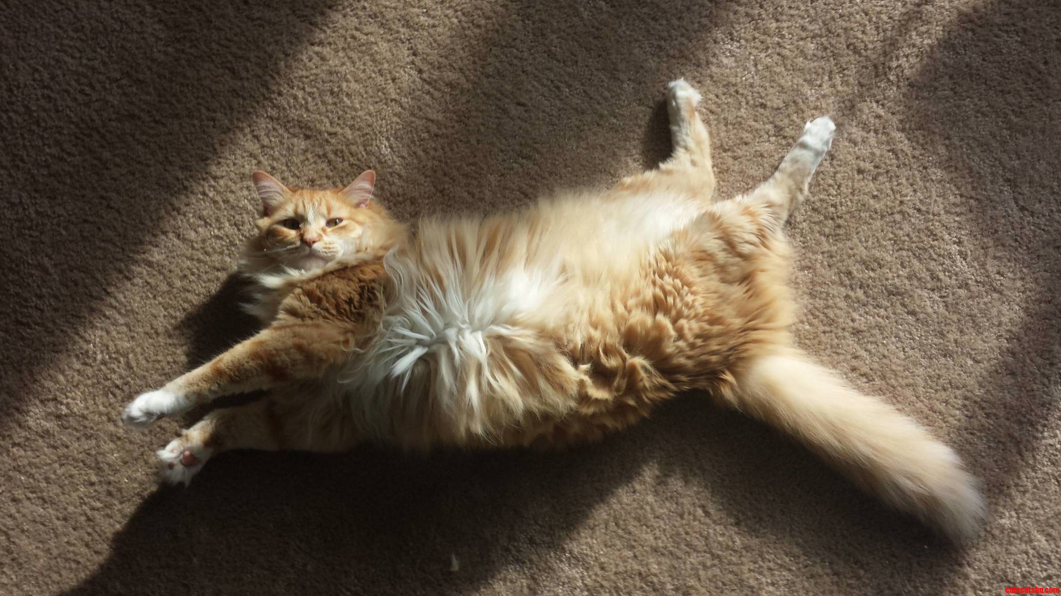 My Cat Is Seriously Twisted. He Always Gets So Bent Out of Shape for No Reason.