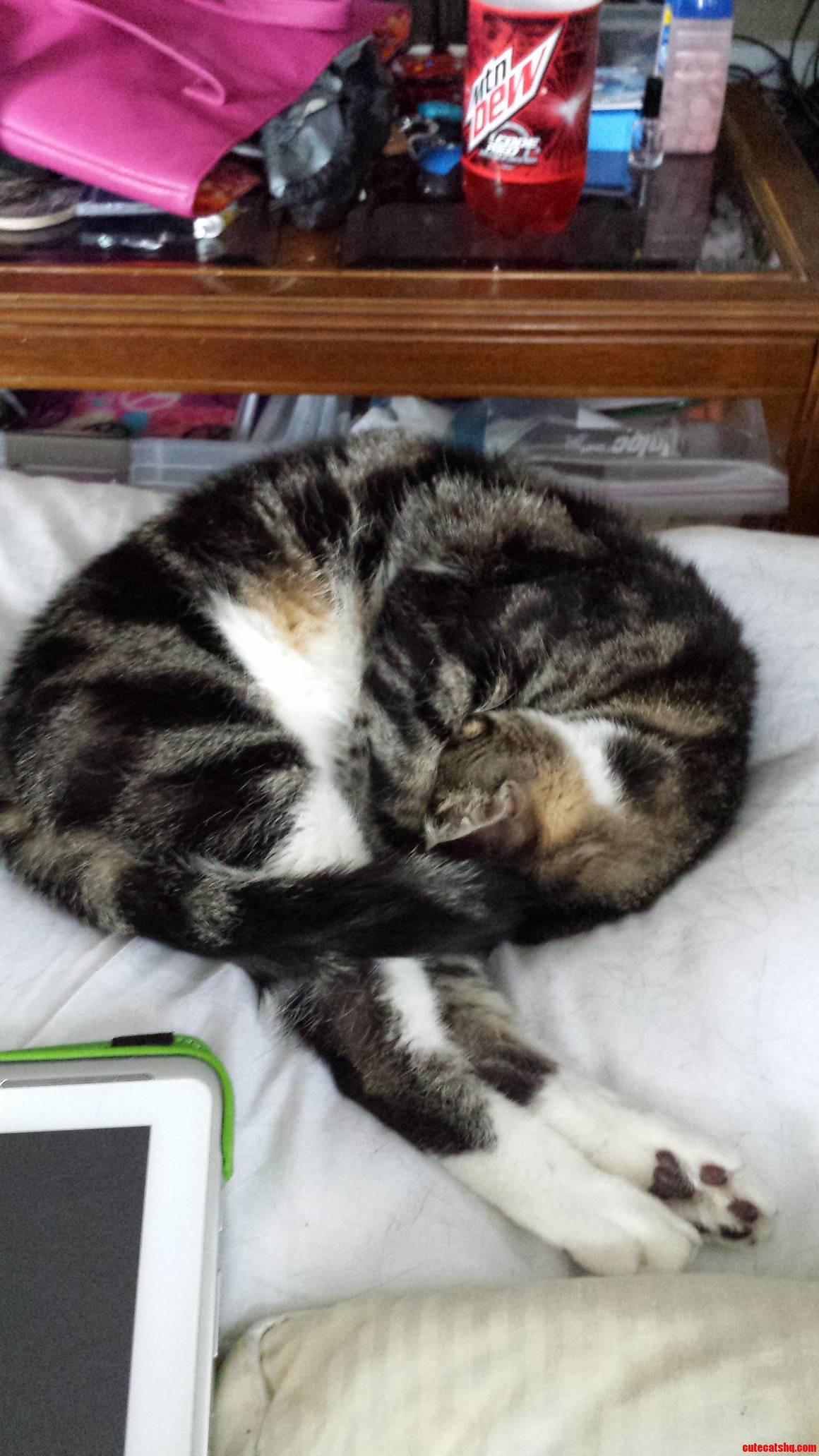 My Cat Is So Good at Yoga She Does It in Her Sleep