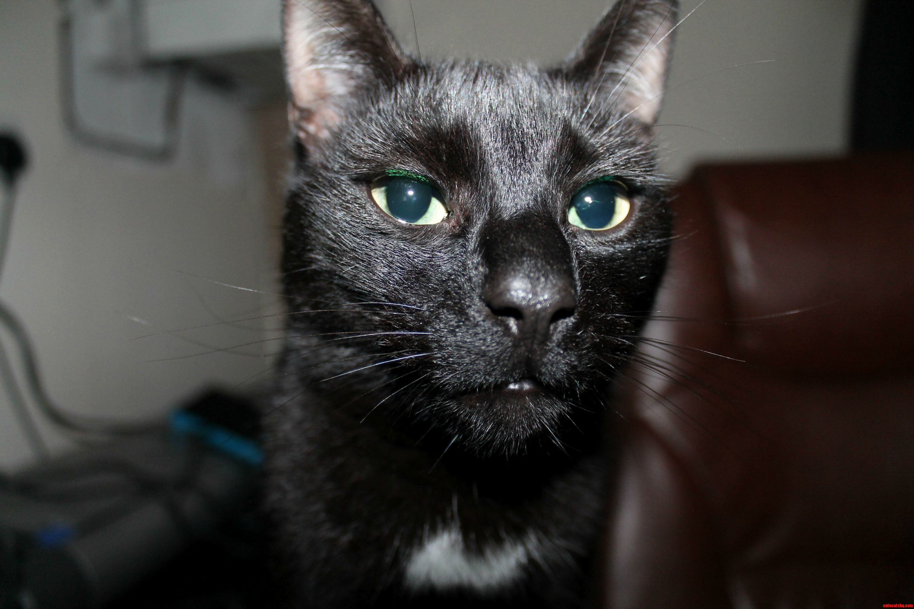 My Cat Is Such a Poser