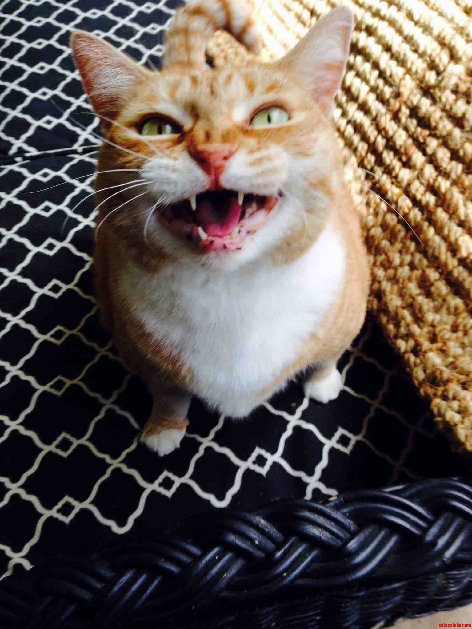 My Cat Is Very Photogenic