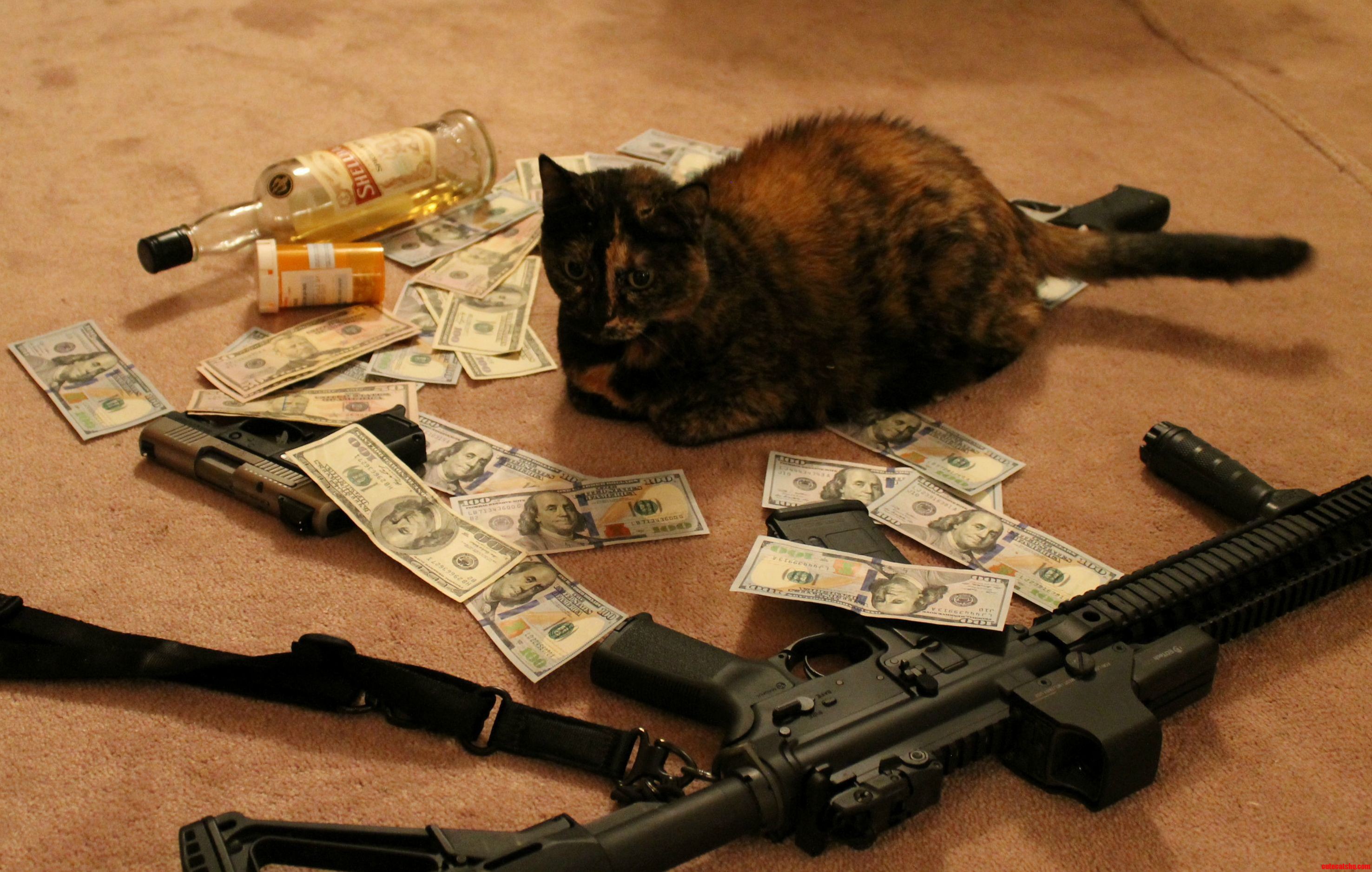 My Cat Is..... Troubled.