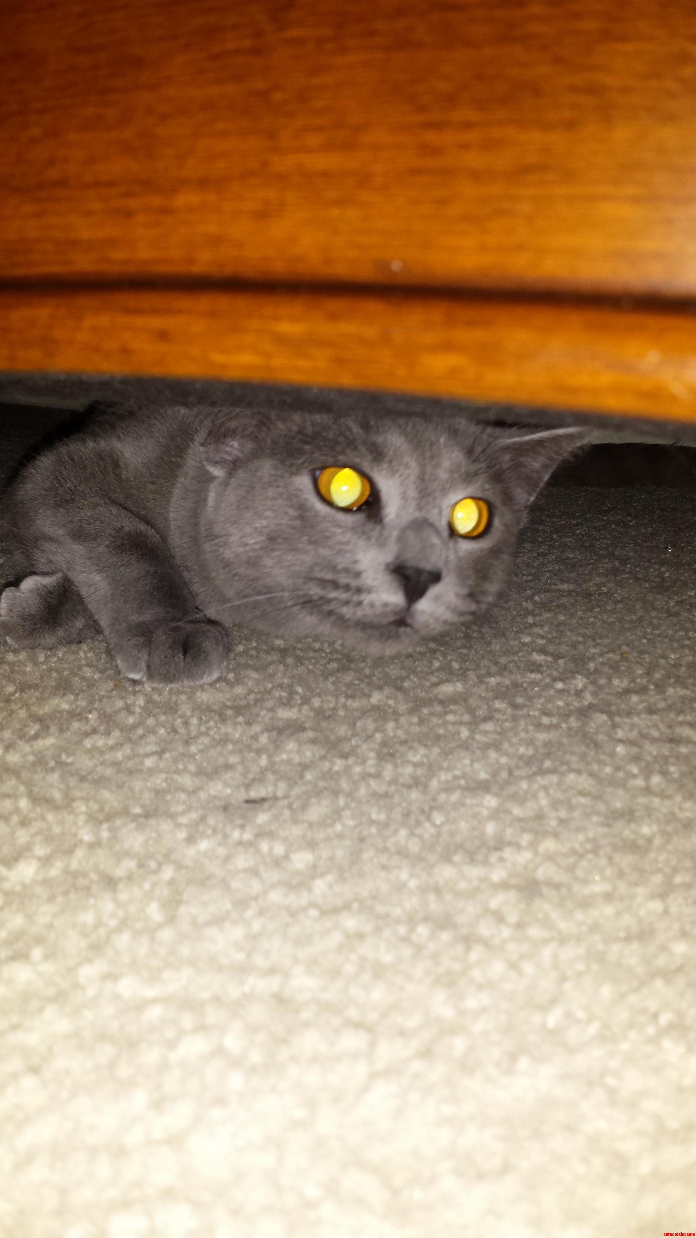 My Cat Josie Is Curious of the Flash. Yes She Is Named After a Blink Song