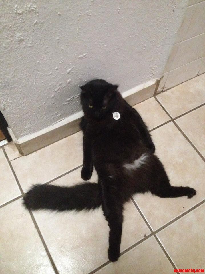 My Cat Ladies and Gentlemen.