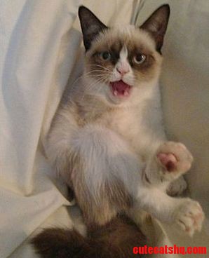 My Cat Laughing D