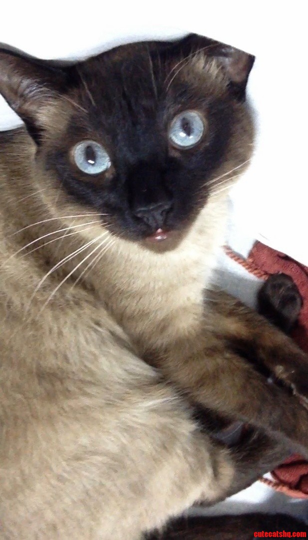 My Cat Likes to Look at Himself in the Phone