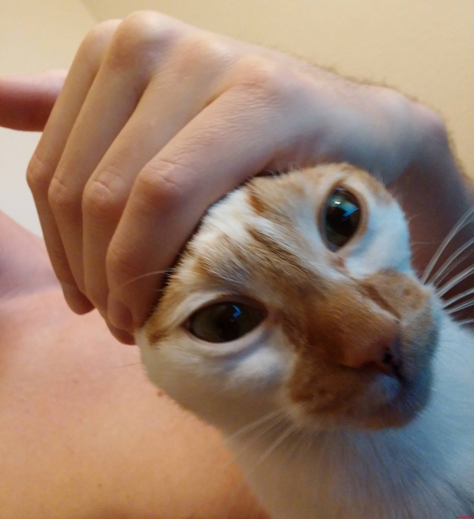 My Cat Likes to Push Her Head in My Hand.