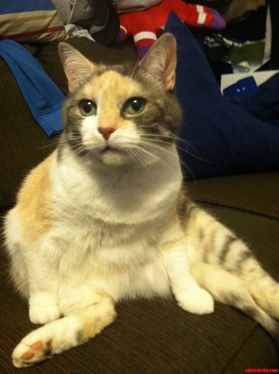 My Cat Likes to Sit with Me Human Style.