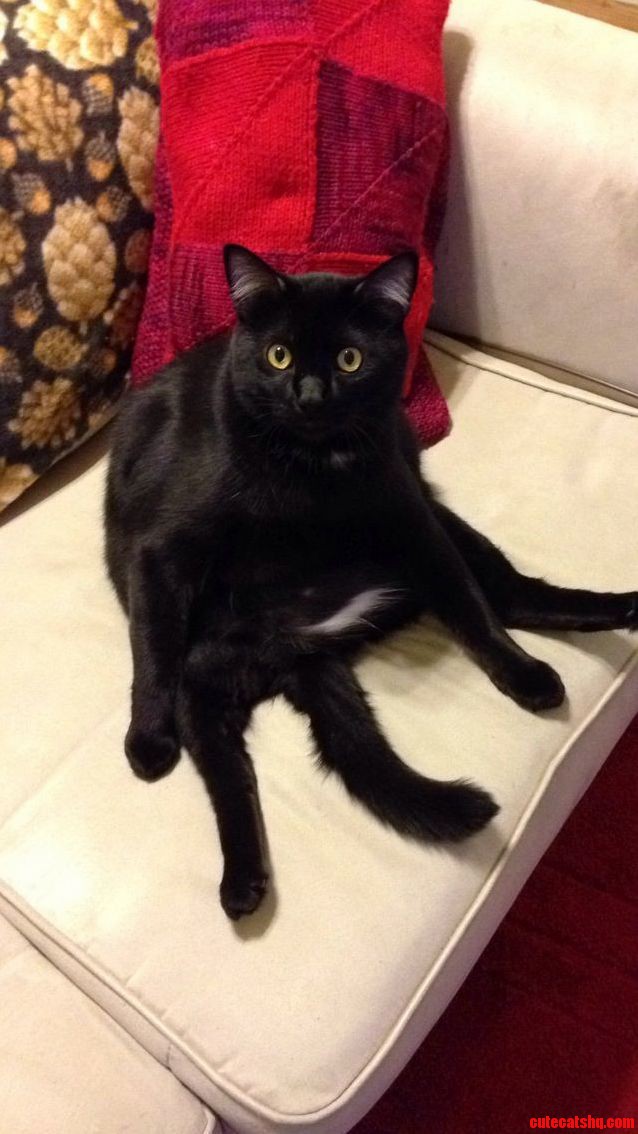My Cat Loki Is Such a Weirdo