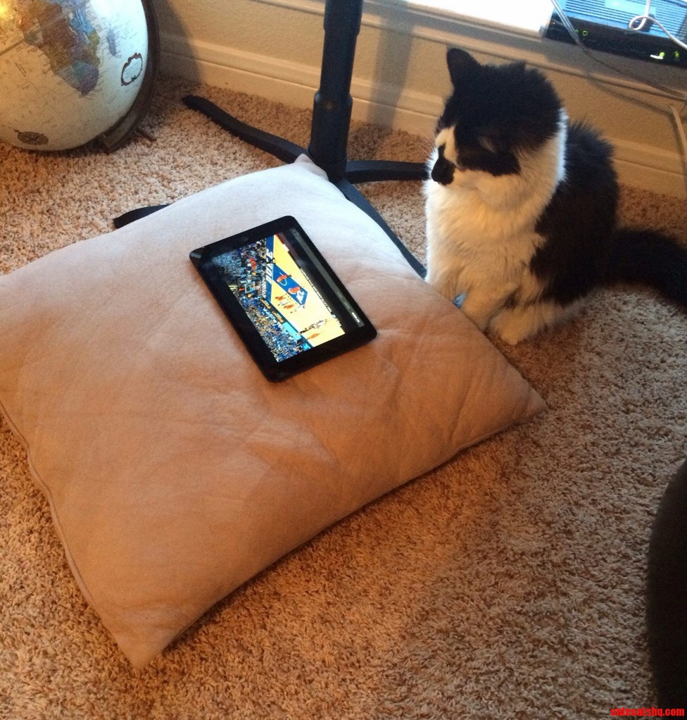 My Cat Loves Basketball