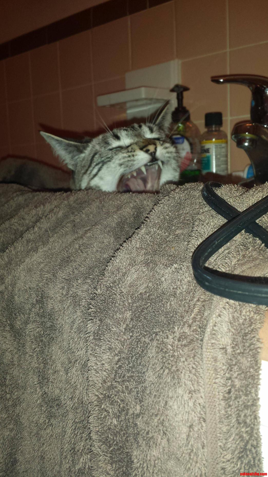 My Cat Lynka Loves the Sink.