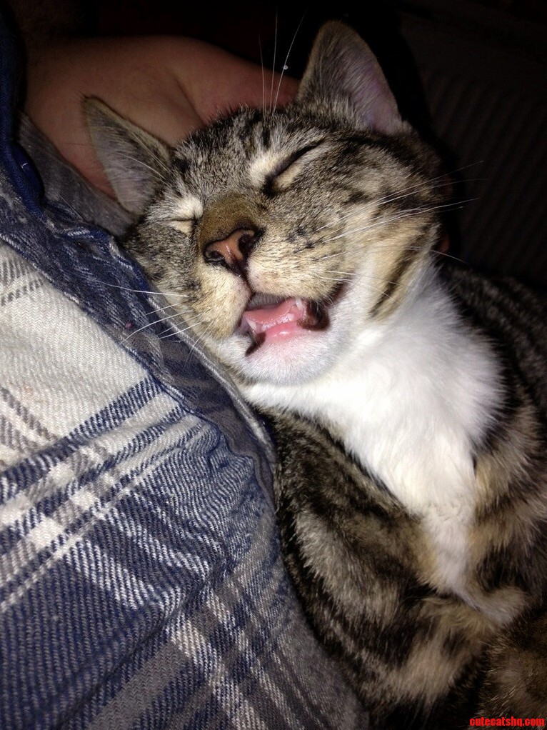 My Cat Marshmallow.