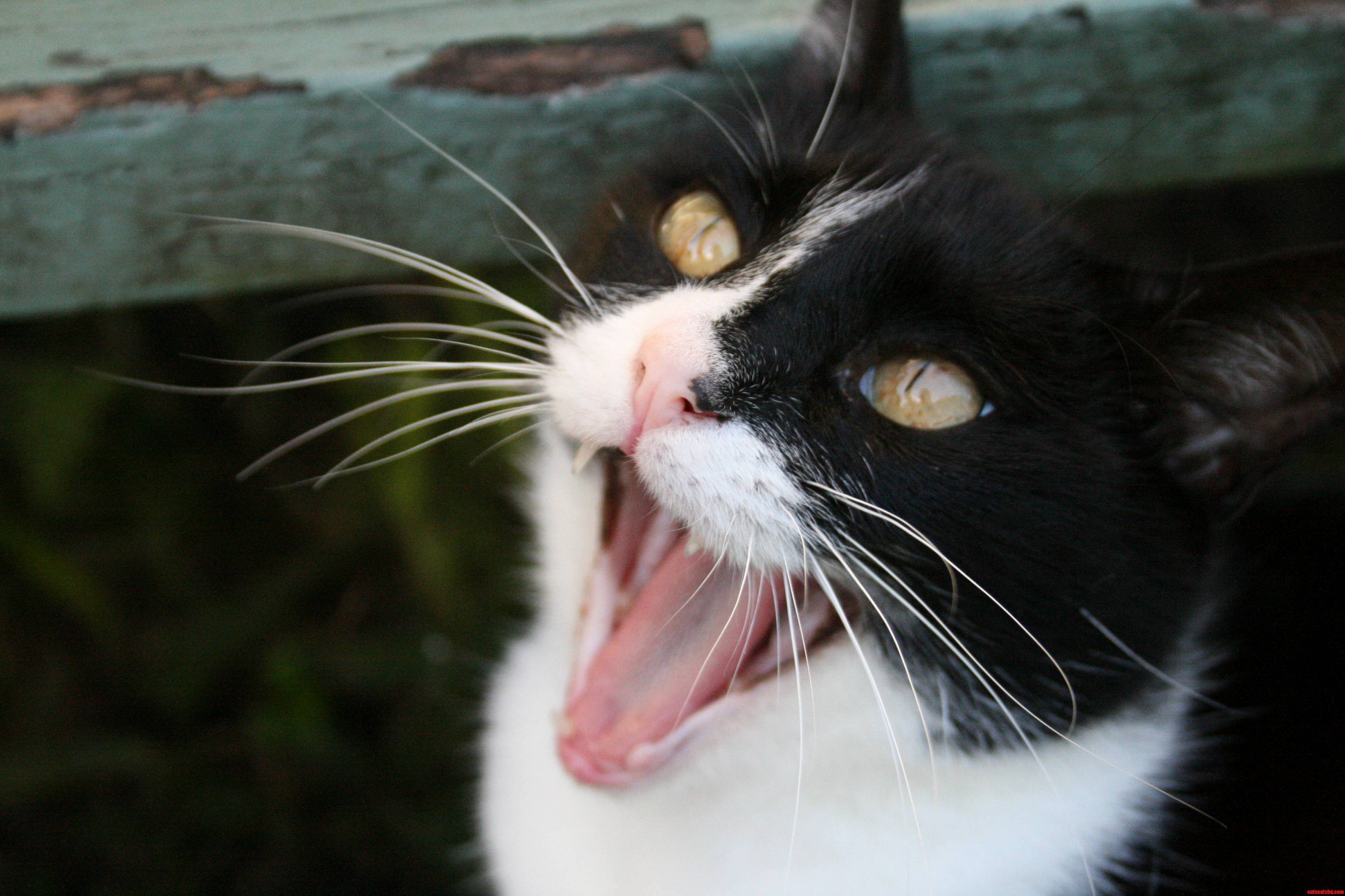 My Cat Mid-meow.