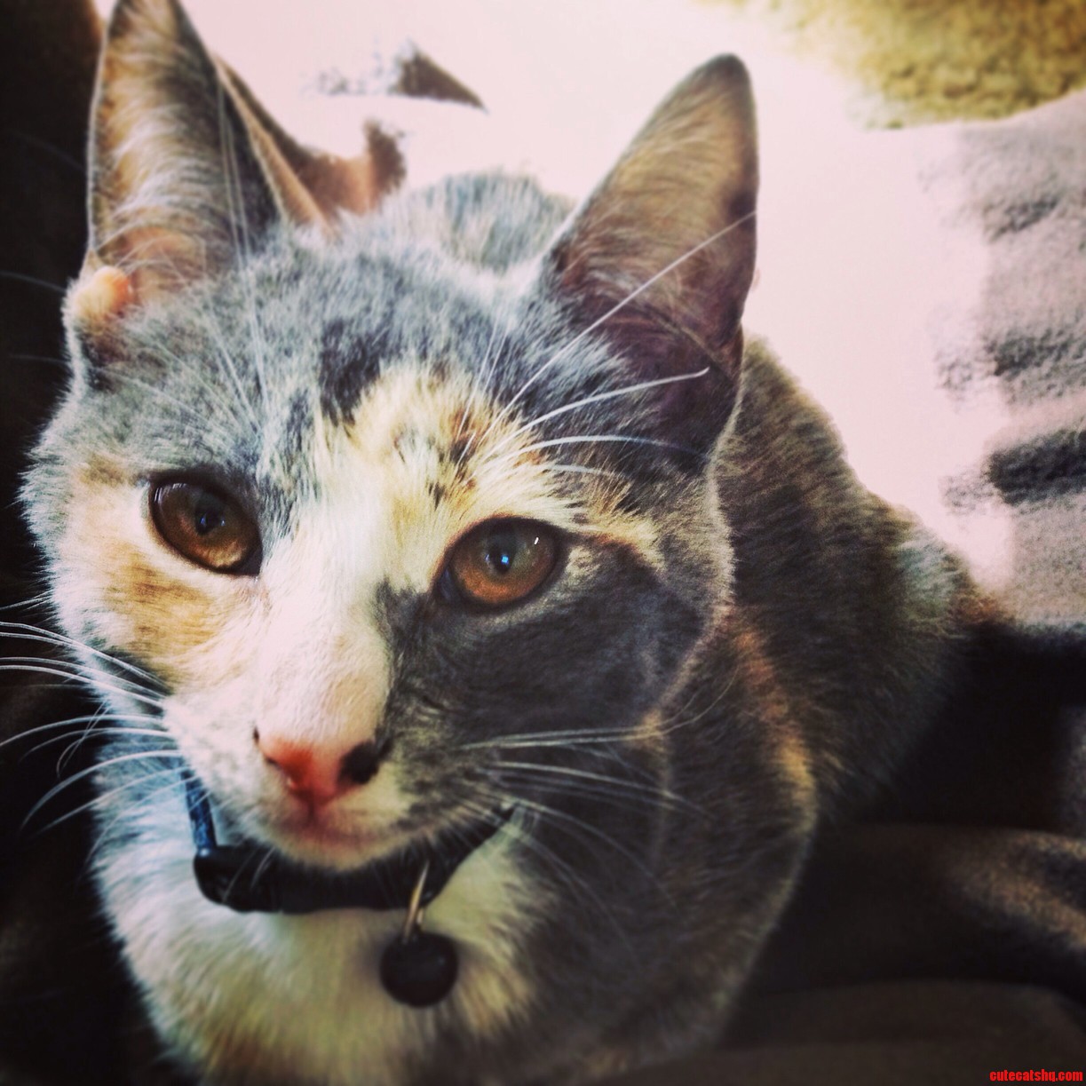 My Cat Ryoko. Shes Possibly the Spawn of Satan but Cute When She Wants to Be.