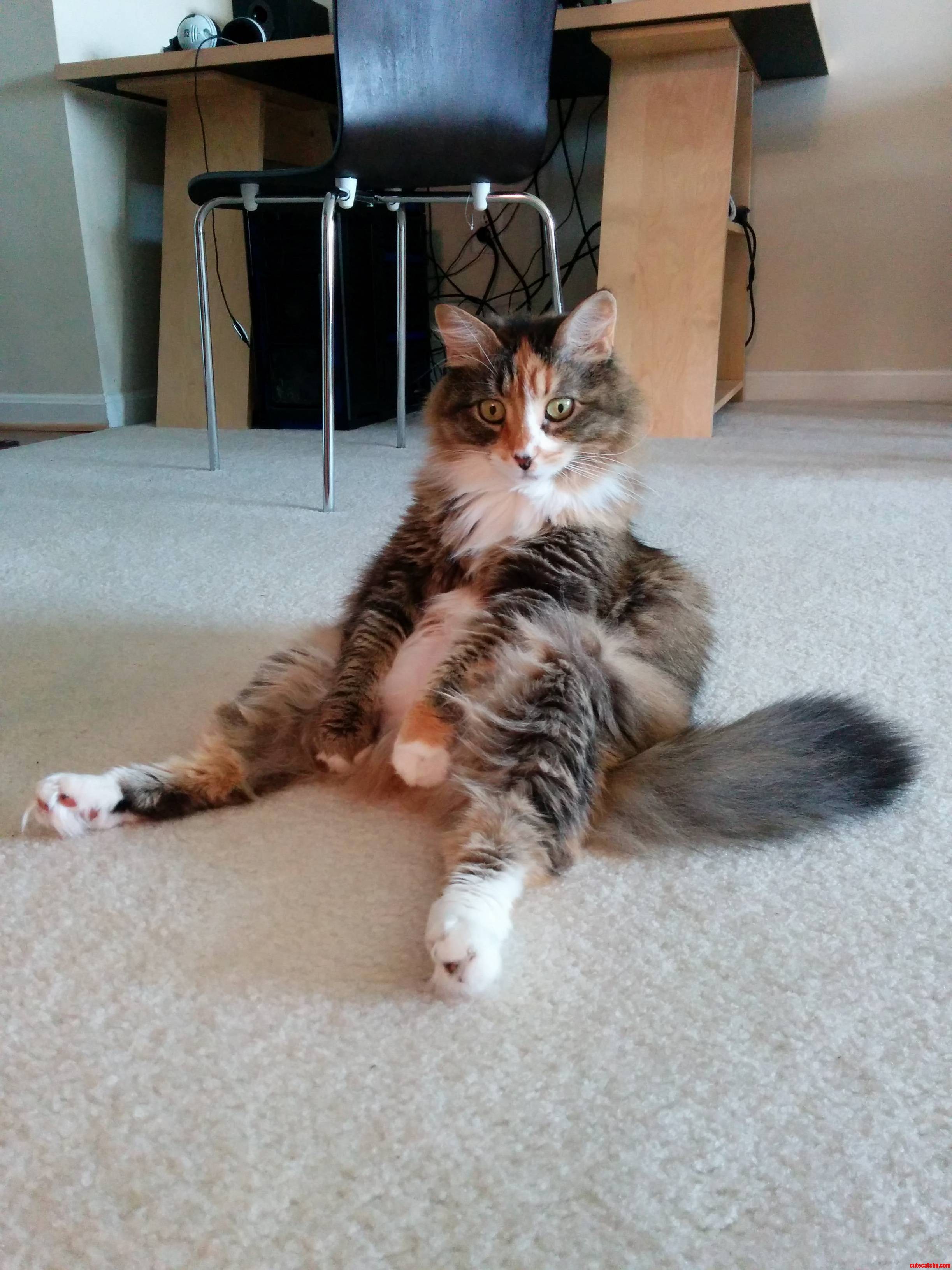 My Cat Seems to Be Suffering from an Internal Crisis.