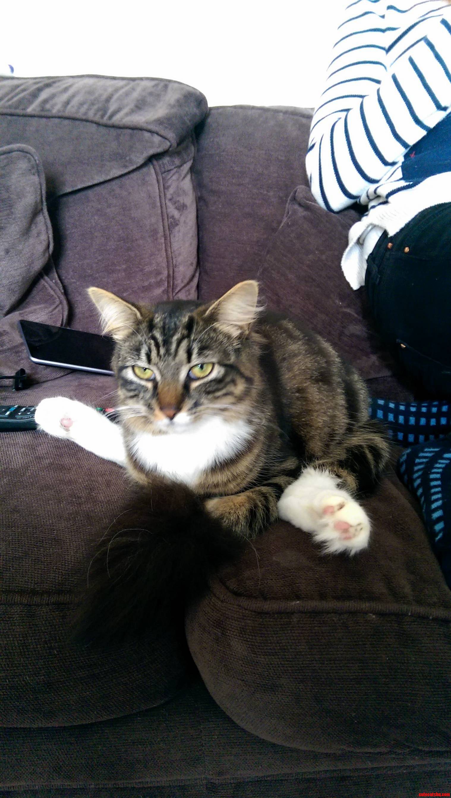 My Cat Sits Funny